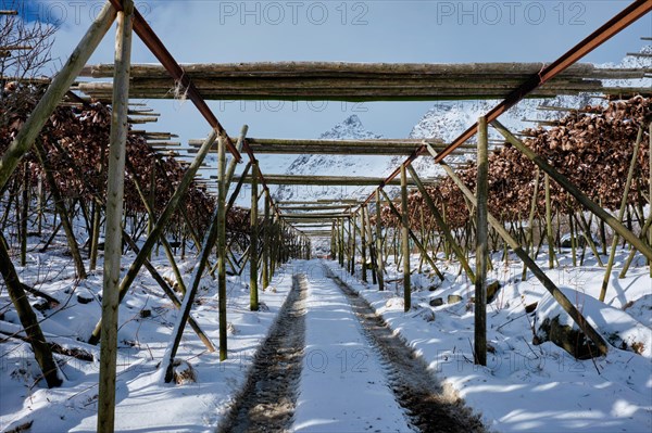 Drying flakes with stockfish cod fish heads in winter