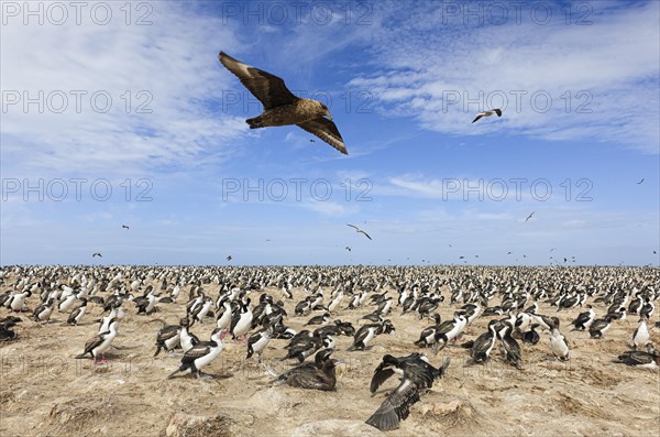 Grosse Raubmoewe oder Skua