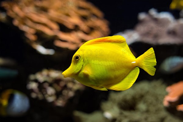 Yellow tang