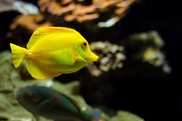 Yellow tang