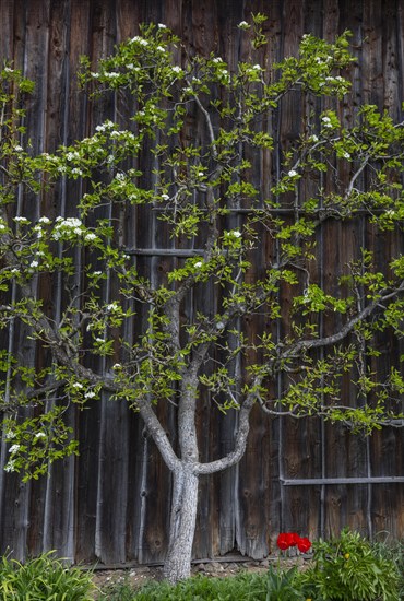 Flowering espalier tree on a wooden house wall
