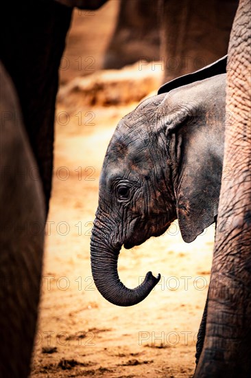 African elephant