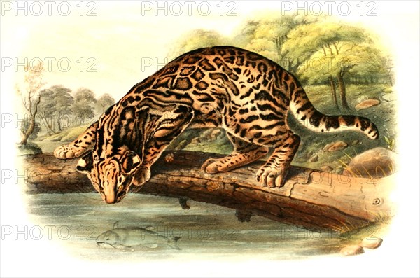 Ocelot