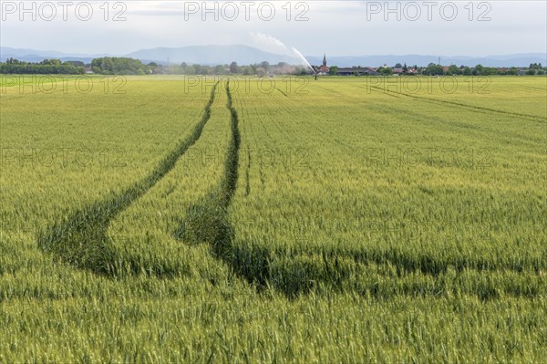 Wheat field in spring in plain. Alsace