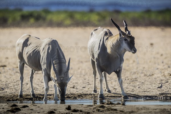 Common eland