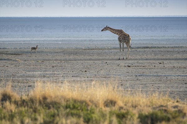 Angolan giraffe