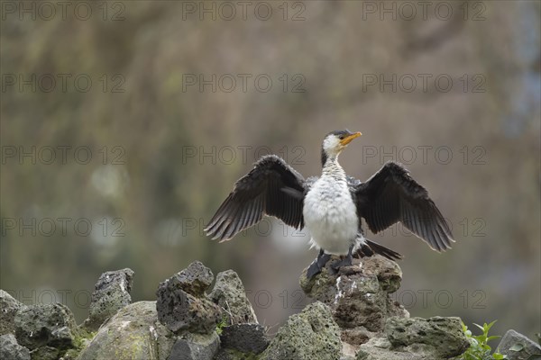 Little pied cormorant