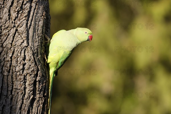 Rose-ringed parakeet