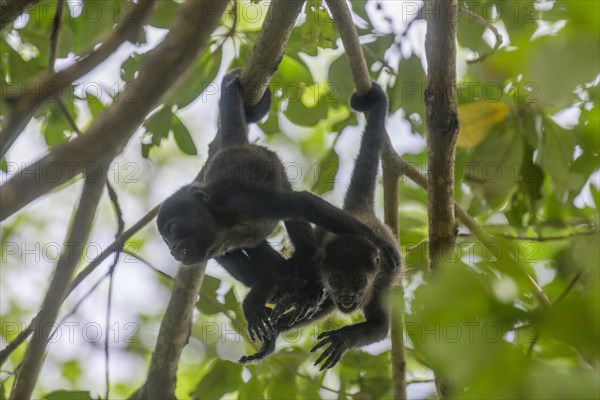 Two young mantled howlers