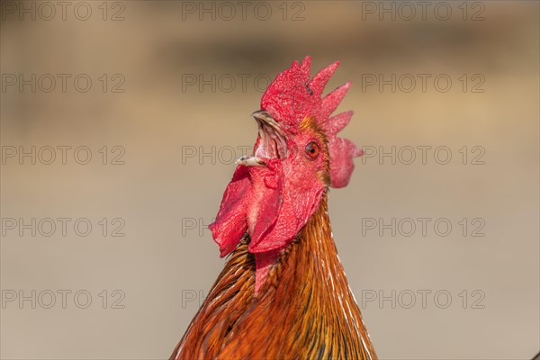 Portrait of a Rooster crowing in a farmyard. Educational Farm