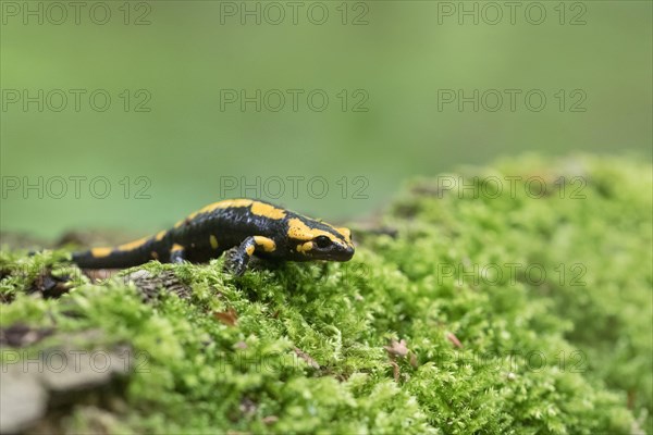 Feuersalamander