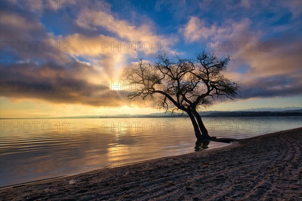 Blattloser Baum an einem Sandstrand am Murtensee