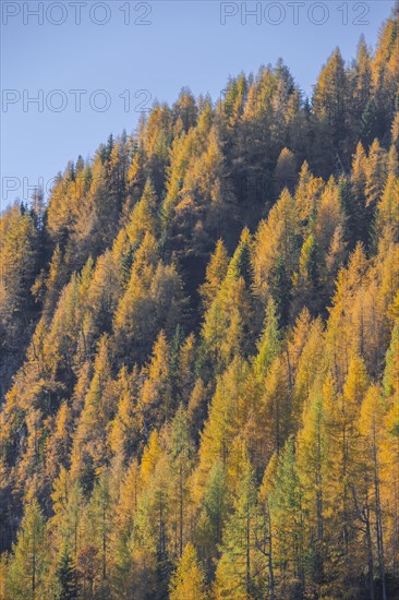 Larch forest in autumn