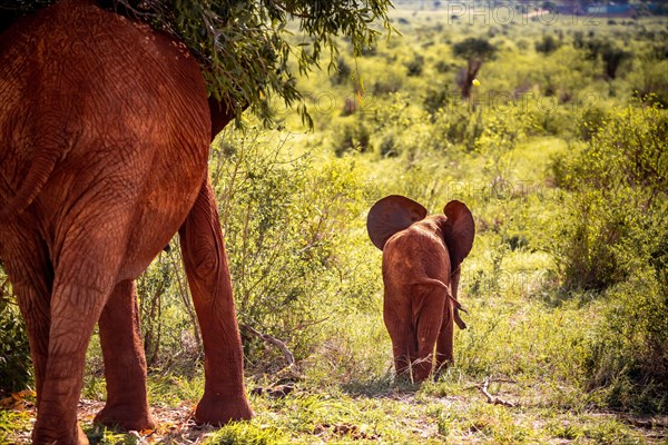 African elephant