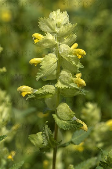 Greater yellow rattle