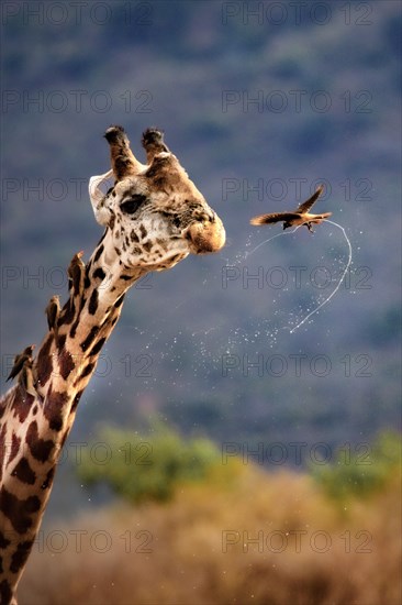 Masai giraffe