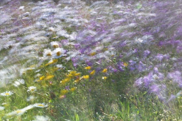 Blur experiment on a flowering meadow in summer