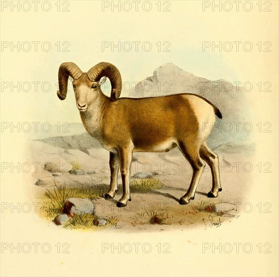 Bighorn sheep