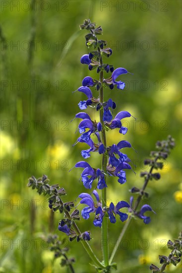 Meadow sage