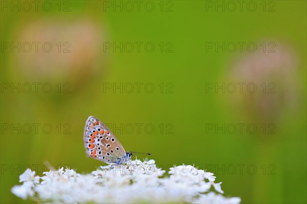 Gossamer winged butterfly