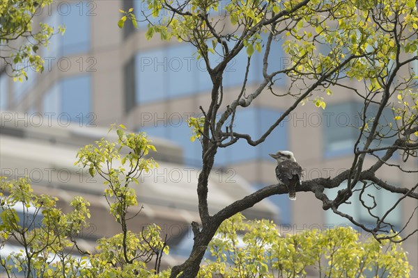 Laughing kookaburra