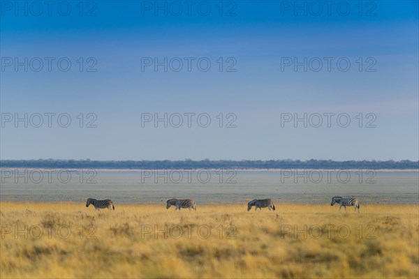 Burchell's zebra