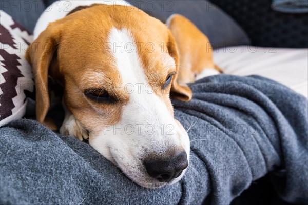 Tricolor beagle Adult dog on sofa relaxing on sun