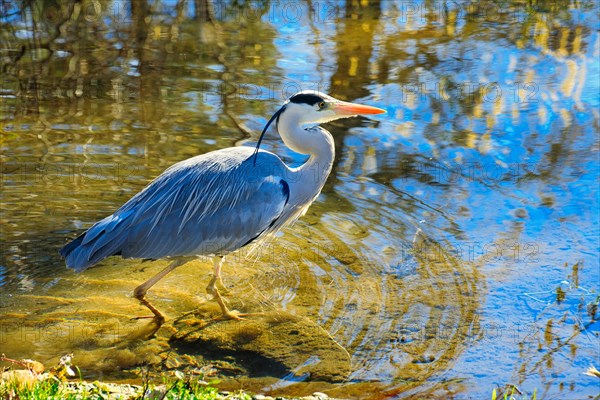 Grey heron