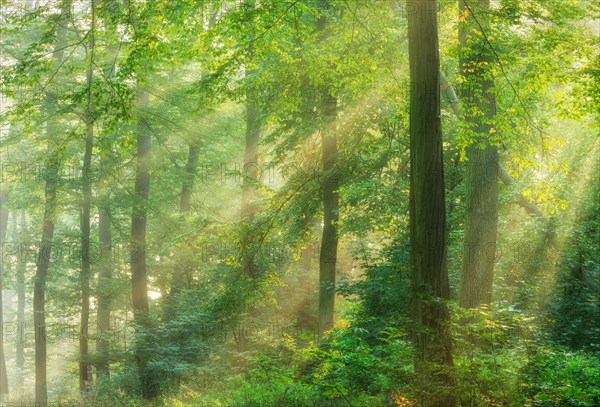 Sonniger Laubwald aus Eichen und Buchen