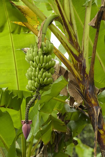 Bananenstaude