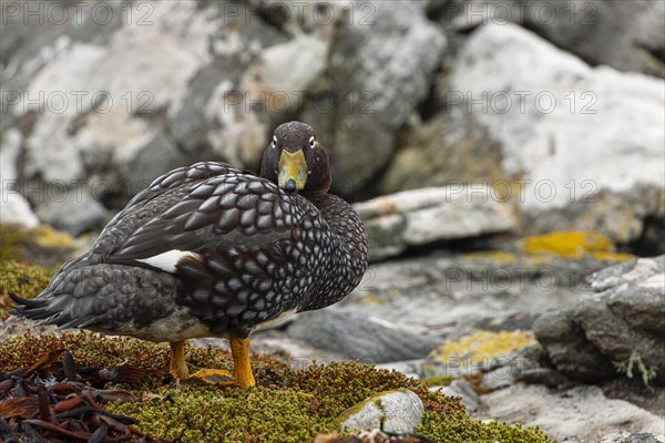 Falkland-Dampfschiffente