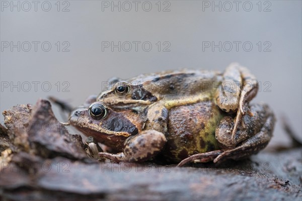 Grasfrosch