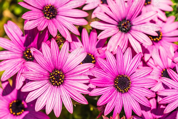 African Daisy Colour Mix