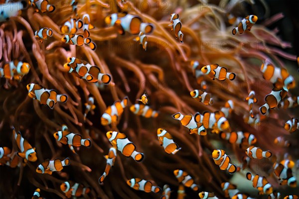 Clown Anemonefish