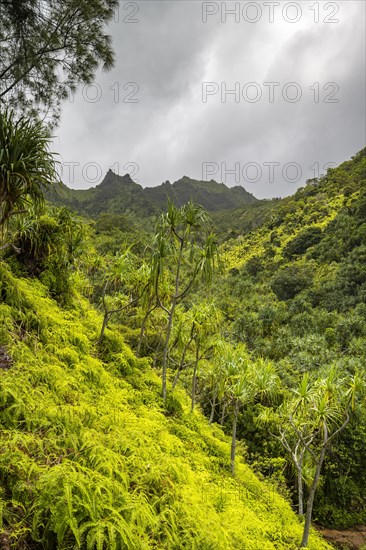 Vegetation entlang des Kalalau Trail