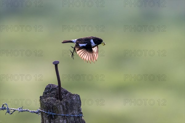 Stonechat