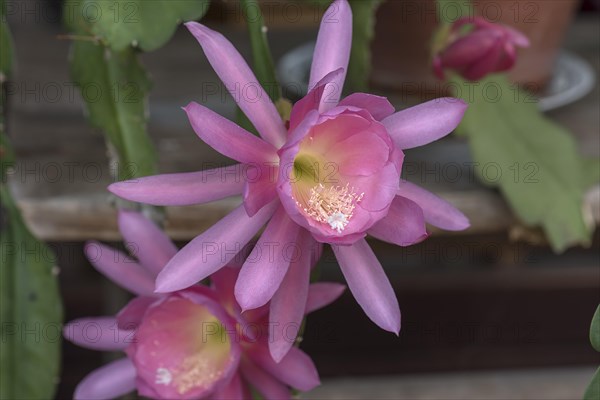 Flowers of a nopalxochitl