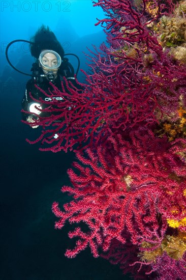 Diver looking at illuminated red gorgonian