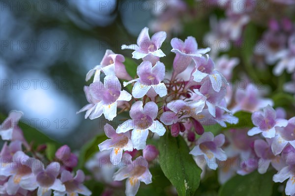 Flowers of a Weigela