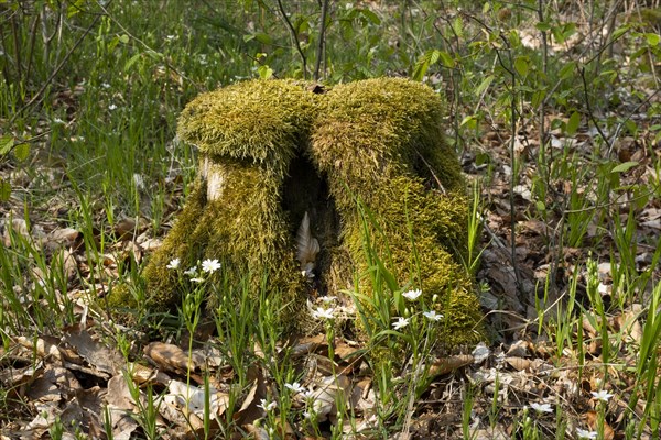 Tree stump with moss