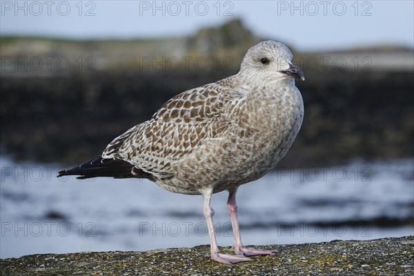 Young seagull on the quay wall of the port of Roscoff