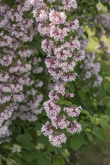 Flowering branch of a lovely Weigelie