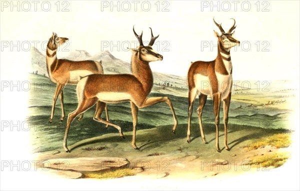 Pronghorn