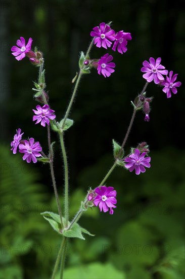 Red campion