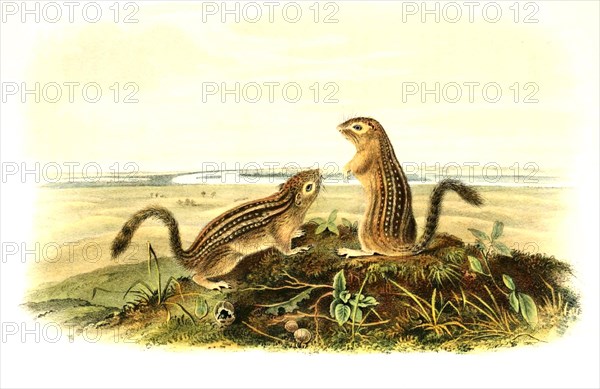 Thirteen-striped squirrel