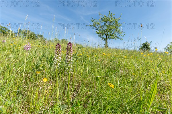 Burnt orchis