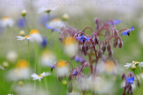 Flower meadow with cornflower