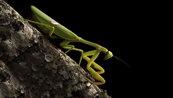 Close up of a mantis
