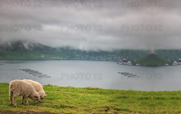 Two sheep eating grass in the field near a lake