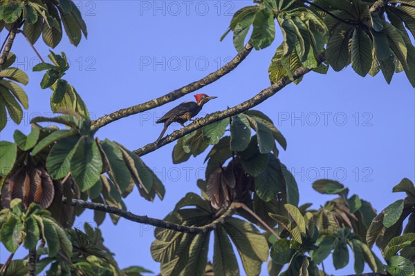 Lineated woodpecker